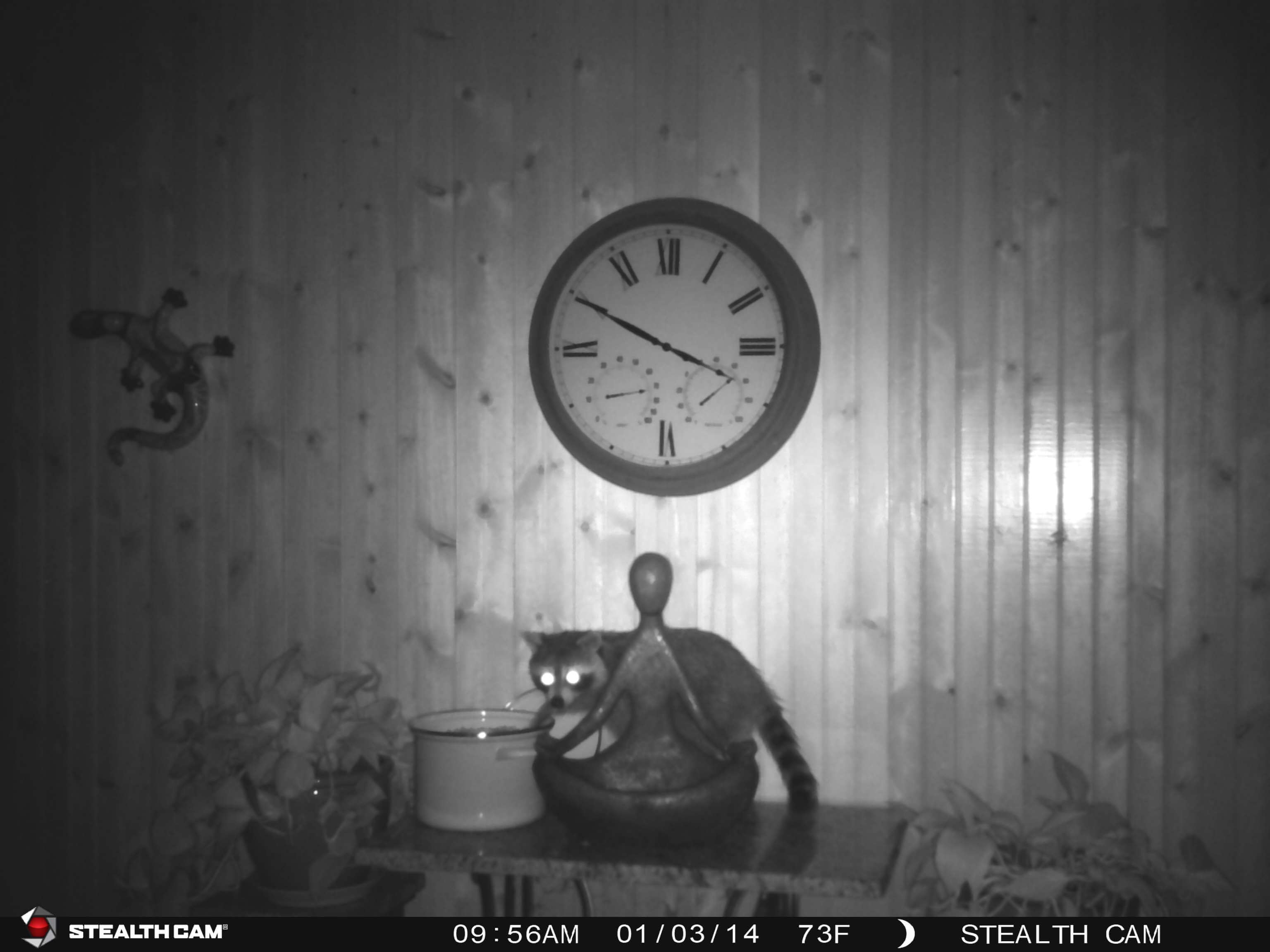 Raccoon game camera image of him stealing cat food at night