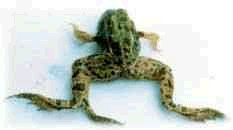 Mutant frog...perhaps related to factory farm pesticides and chemical fertilizer use?