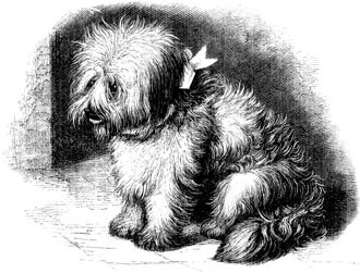 Skye Terrier puppy.