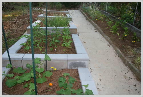 Square-foot Garden with raised beds of cinder blocks