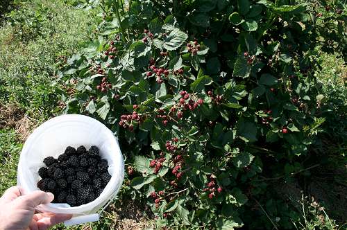 U-Pick Berry Farm Harvest