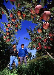 From the the apple orchard direct to you, no middle men!