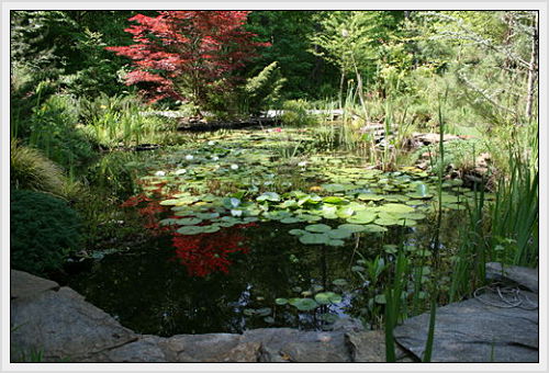 My front yard fish pond