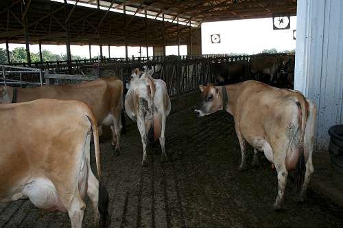 local organic dairy farm business