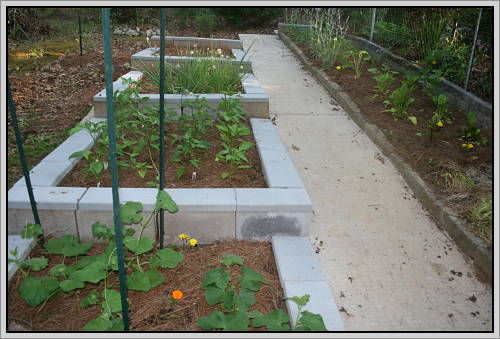 Square-foot Garden with raised beds of cinder blocks