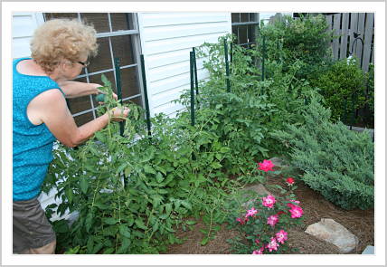 Mom staking tomato plants in her kitchen garden